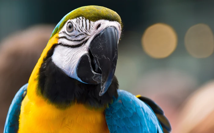Parrot Ara Ararauna 2 blue and yellow macaw Animals Birds 2k 4k 5k