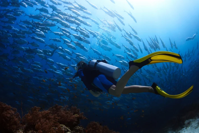 person scuba diving underwater with school of fish illustration 2k 4k 5k