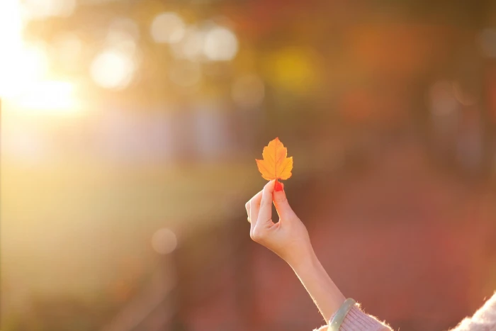 person s left hand woman holding brown maple leaf leaves bokeh 2k