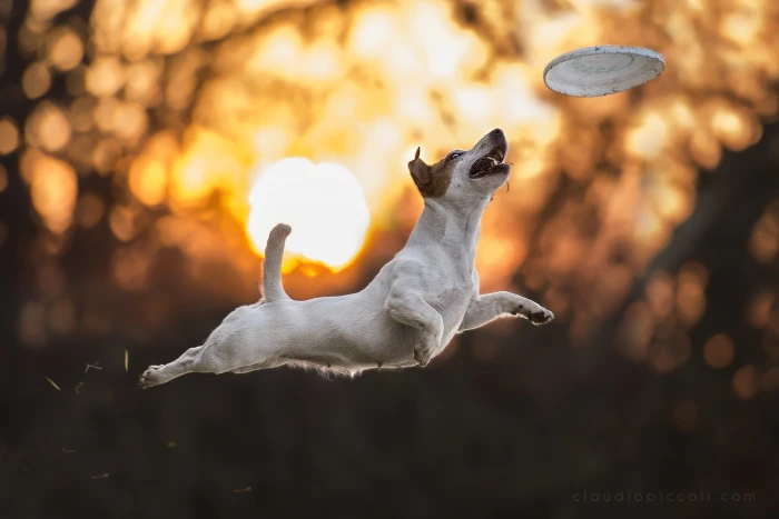 photography animals dog sunlight bokeh jumping animal themes 2k