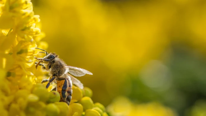photography macro depth of field flowers bees bokeh flowering plant 2k