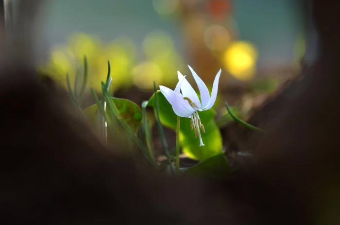 photography macro depth of field flowers white 2k