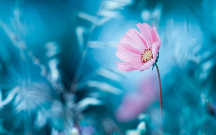 Pink flower blue background bokeh 2k