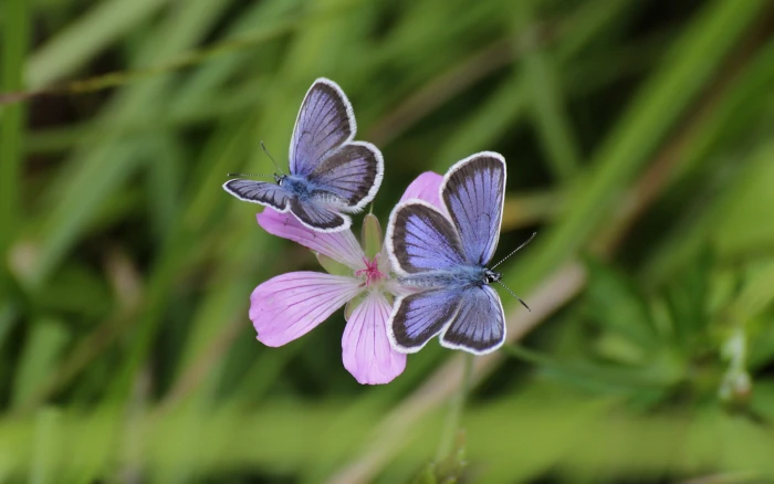 Pink flowers blue butterfly bokeh grass purple butterflies 2k