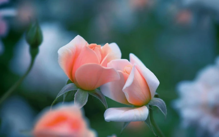Pink rose flowers bokeh 2k
