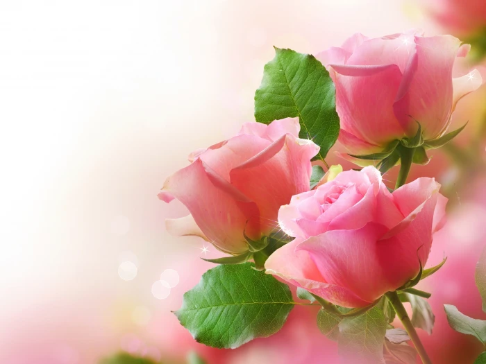Pink roses green leaves bokeh photography 2k
