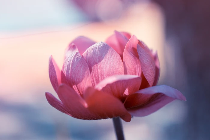 pink tulip flower in close up photography Nikon d macro 2k 4k 5k