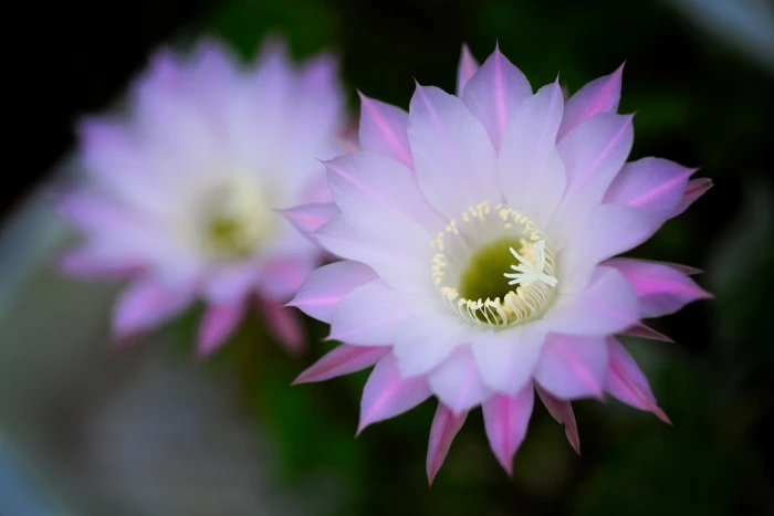 purple and white Indian Fig Cactus flower my home Canon EOS 2k 4k 5k