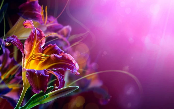 purple and yellow petaled flower graphics flowers lilies bokeh 2k