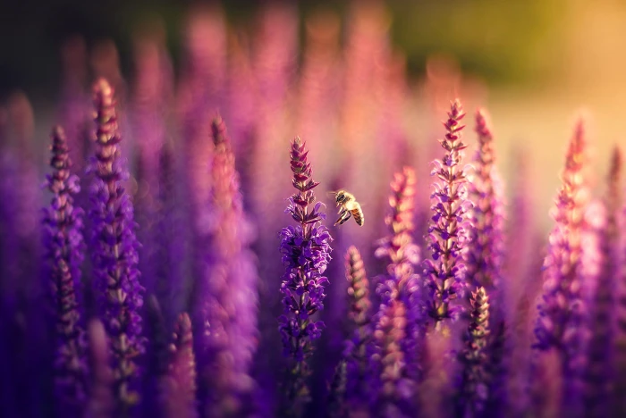 purple lavender flowers field nature bee lilac bokeh plant 2k
