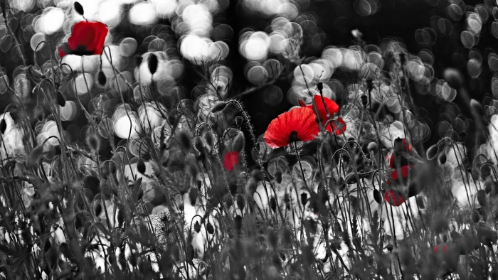 red and white flower painting poppies flowers selective coloring 2k