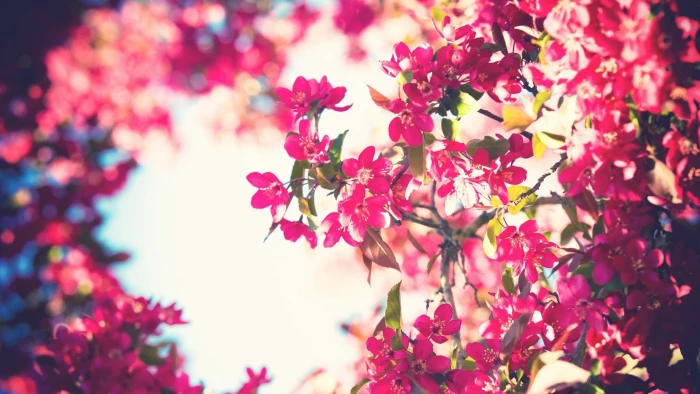 red flowers trees sky filter pink bokeh nature 2k