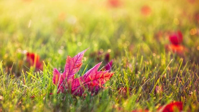 red maple leaf digital wallpaper in shallow focus photography 2k