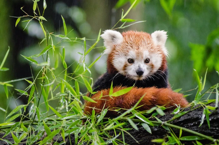 red Panda panda animal tier roter kleiner nikon d 2k 4k 5k