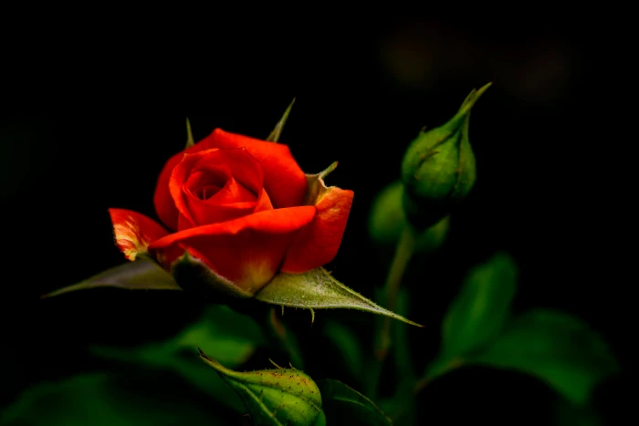 red Rose rose Summer Japan Kanagawa Yokohama Aoba Outdoor 2k 4k