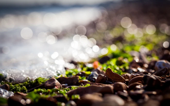 selective focus photography of brown stone beside ocean 2k