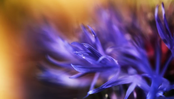 selective focus photography of purple flower bokeh nature close up 2k 4k