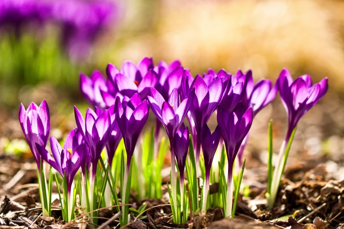 selective focus photography of purple petaled flowers Spring 2k 4k 5k
