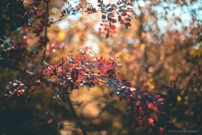 selective focus photography of red leafed tree Crimea nature 2k