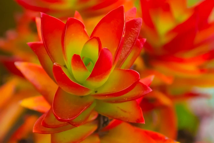 selective focus photography of red petaled flower Succulent 2k