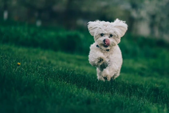 selective focus photography of white dog running on green grass 2k 4k 5k