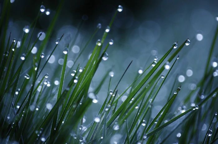 selective photo of green grass with rain drops solar lights 2k 4k