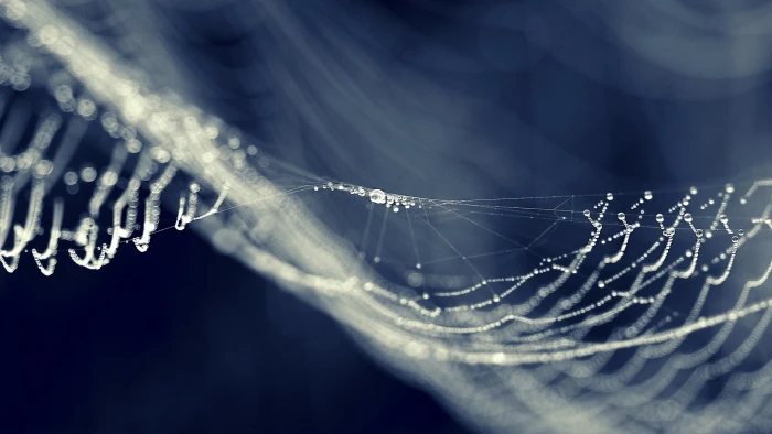 spider web spiderwebs dew water drops macro bokeh close up 2k