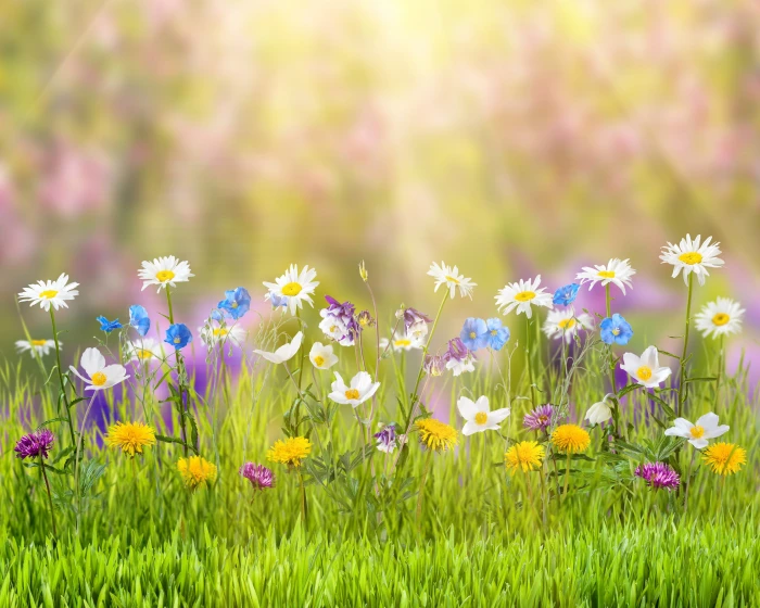 Summer nature grass yellow dandelions white daisies blue poppies and rain lilies 2k 4k 5k