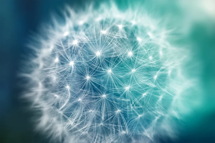 tilt shift photo of dandelion Bokeh flora flower 2k