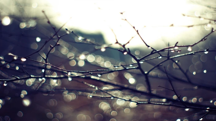 tree branches bokeh shot of branch landscape water nature 2k