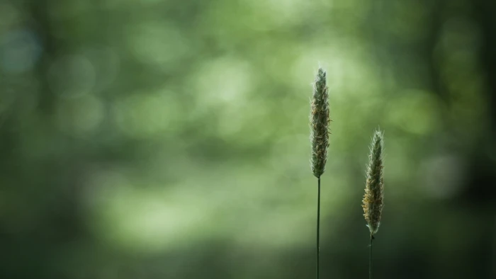 two green grasses macro closeup blurred bokeh plants growth 2k