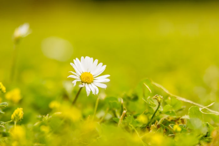 selective focus of daisy flower Last Summer Rotherham roche abbey 2k 4k 5k
