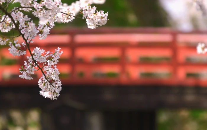 white blossom flowers Japan branch bokeh plants fragility 2k