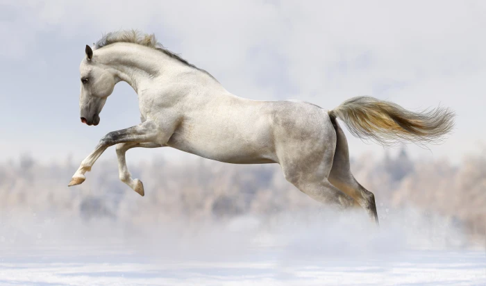 white horse winter snow jump running bokeh 2k 4k 5k