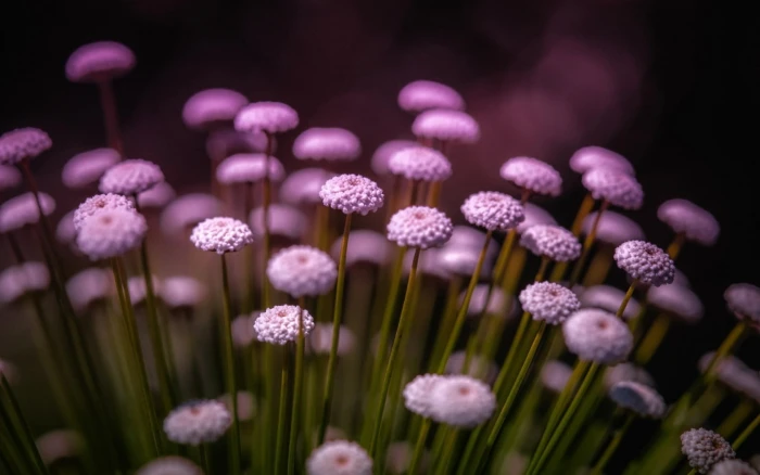 white petaled flower flowers plants bokeh flowering plant 2k