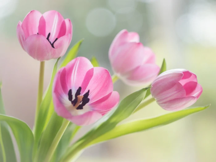 white and pink petaled flowers Good morning Flickr Fr hling 2k
