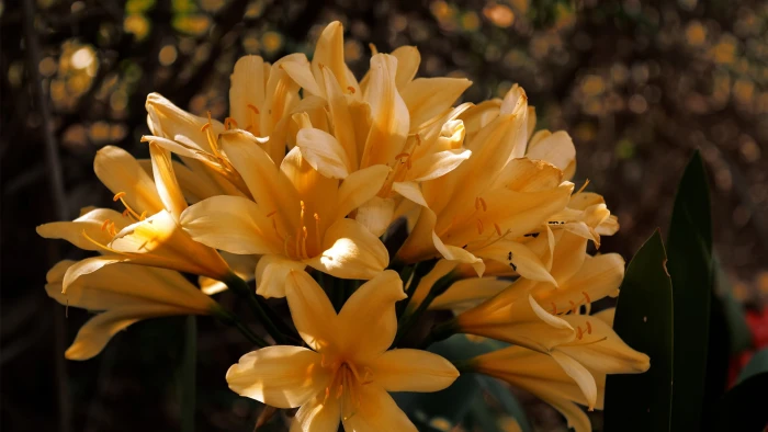 yellow and black petaled flower flowers nature bokeh plants 2k