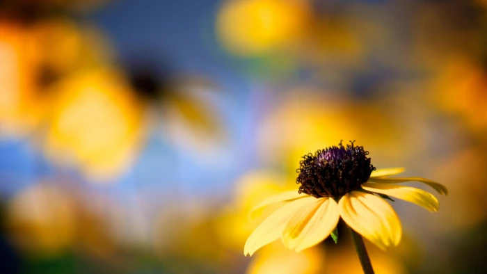 yellow and purple petaled flower flowers plants 2k