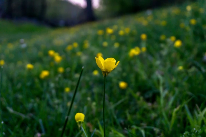yellow flower wild wallpaper background bg bokeh 2k 4k 5k