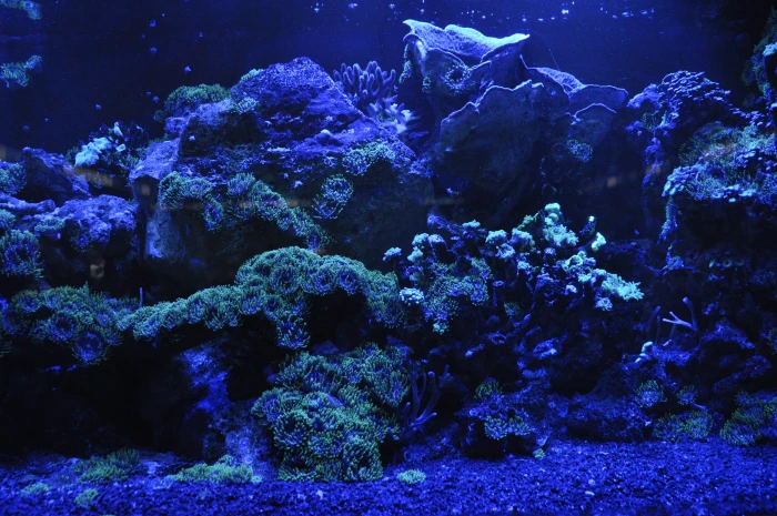 close up photo of coral reefs sea blue water aquarium underwater 2k 4k