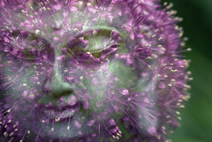 edited photo of dandelion showing face Gautama Buddha flower 2k