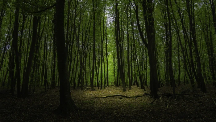 fontainebleau france forest dark nature trees mystical 2k 4k