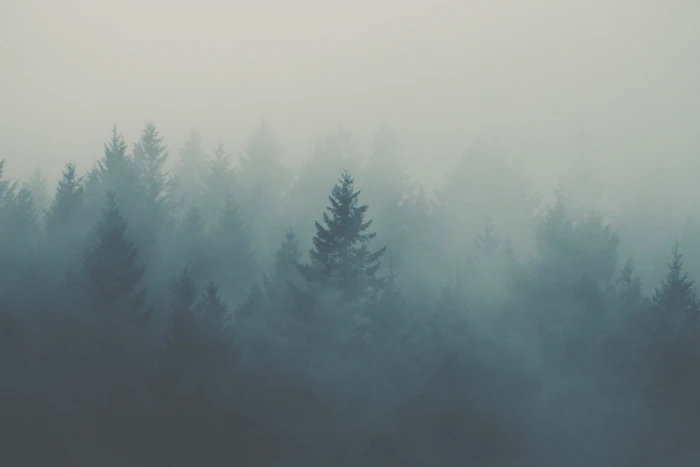 forest covered with fogs trees fog mist 2k 4k
