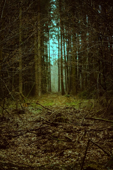 forest goal landscape mystical fantasy away fairytale trail 2k