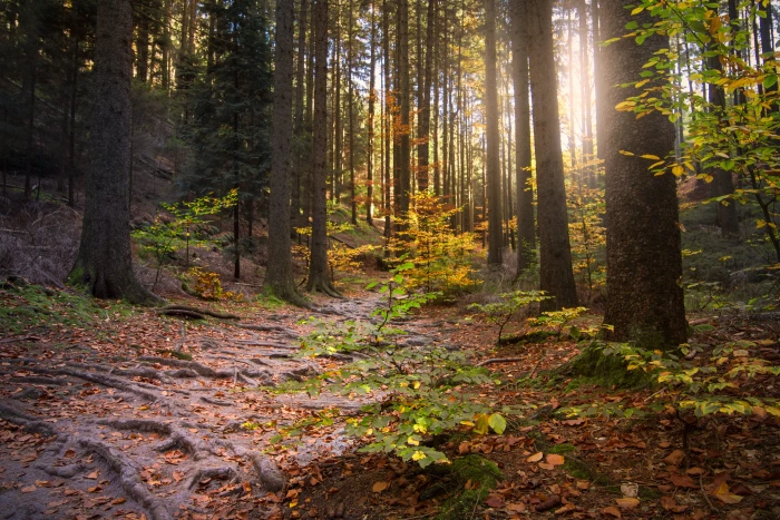 forest light beam sun sunbeam morgenstimmung mood trees 2k 4k 5k