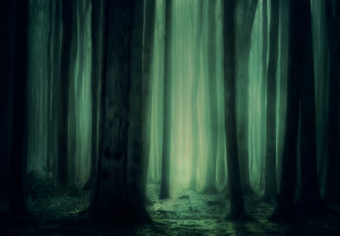 forest trees fog atmosphere mysterious dark mystical 2k 4k 5k