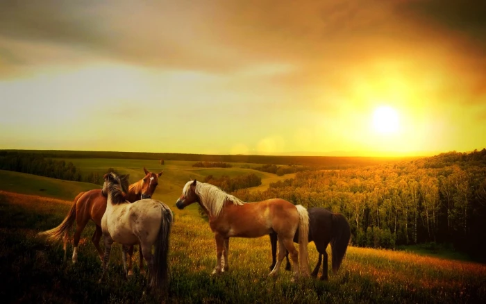 four assorted color horses during sunset forest way mountains 2k