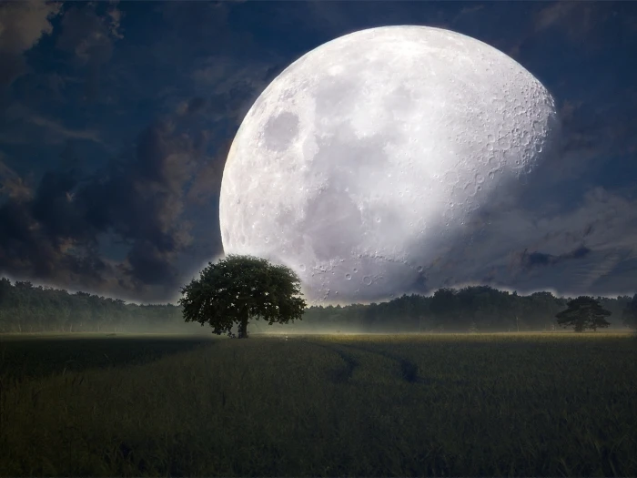 full moon and silhouette of tree graphic nighttime kosmus universe 2k 4k
