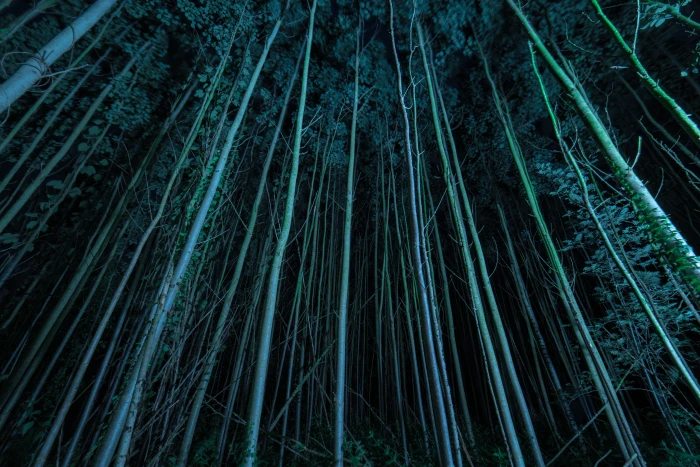 gloomy forest mystical nature dark trees landscape mysterious 2k 4k 5k