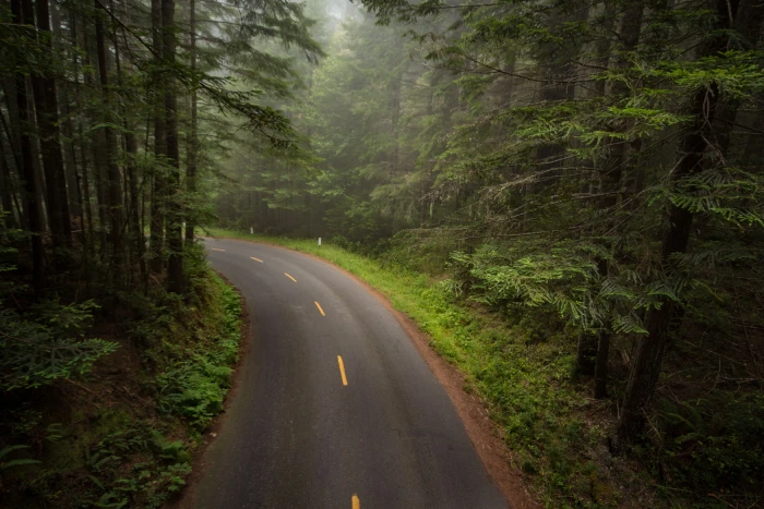 gray concrete road surrounded with green trees Mystical redwoods 2k